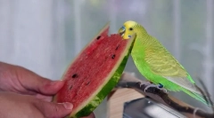 Milyen gyümölcsök kaphatnak papagájot